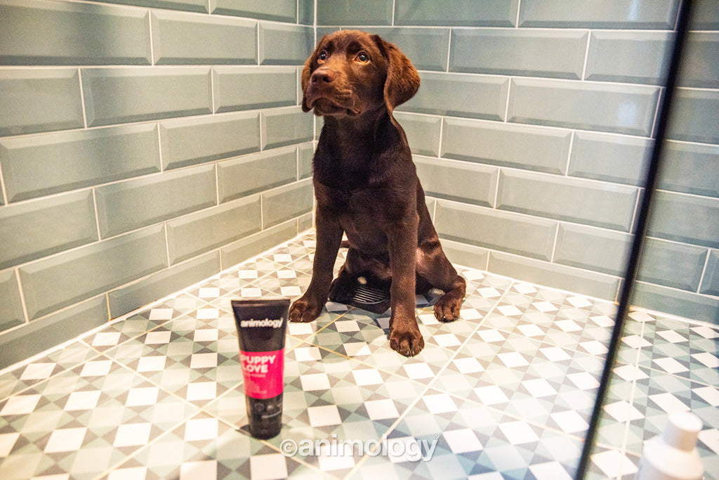 Animology Puppy Love šampūns - 250 ml