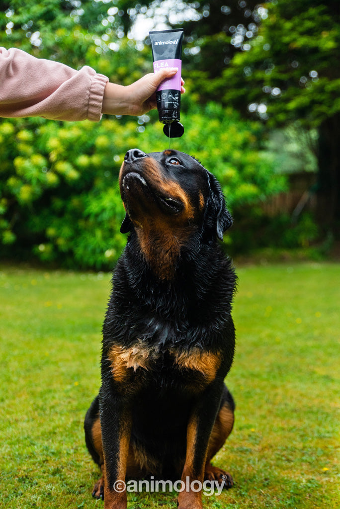 Animology Flea & Tick šampūns - 250 ml
