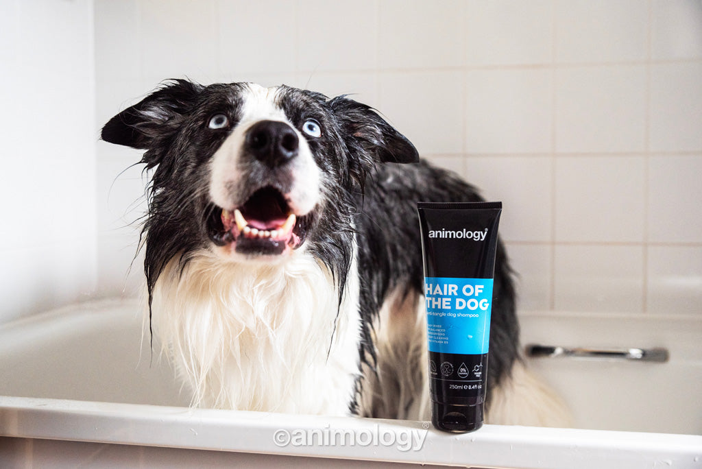 Animology Hair Of The Dog suņu šampūns - 250 ml