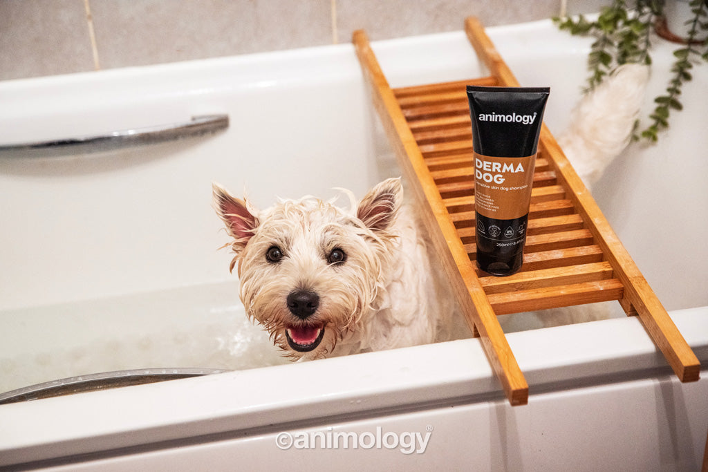 Animology Derma suņu šampūns - 250 ml
