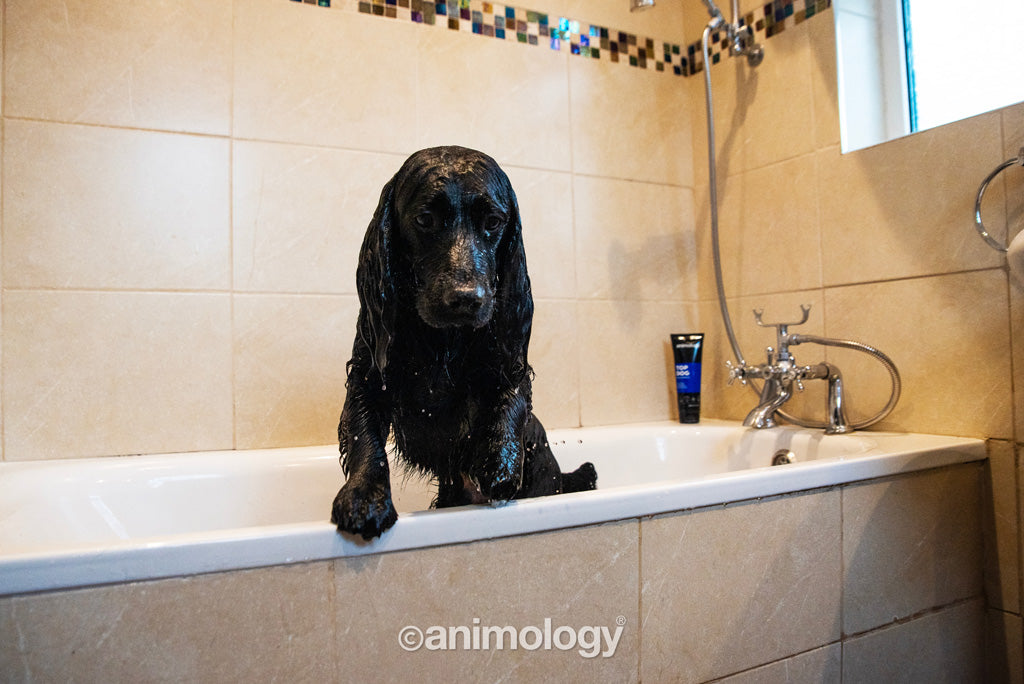 Animology Top Dog kondicionieris - 250 ml