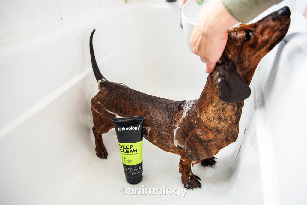 Animology Deep Clean šampūns - 250 ml